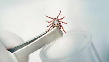 Šíri sa smrteľné ochorenie krvácajúcich očí. Prenášajú ho kliešte