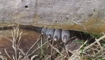 Obrázok mätie ľudí na sociálnych sieťach. Uhádnete, čo sa skrýva za kmeňom stromu?