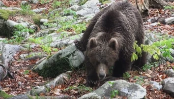 V Prešovskom kraji vyhlásili pre výskyt medveďa mimoriadnu situáciu