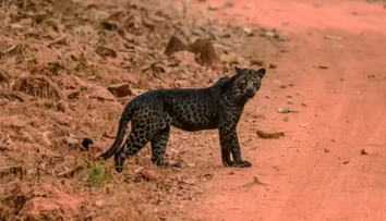 VIDEO: Muž bol šťastím bez seba. Podarilo sa mu zachytiť vzácneho čierneho leoparda