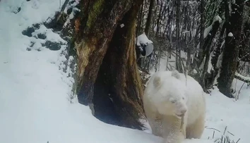 VIDEO: Tri roky o nej nebolo počuť.  Jedinú albínsku pandu na svete zachytila fotopasca počas hry