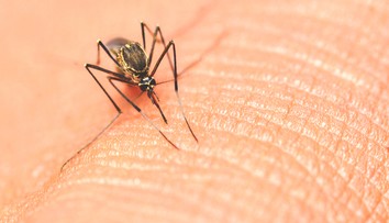 USA zaznamenali prvé lokálne šírenie závažného infekčného ochorenia, ktoré prenášajú komáre