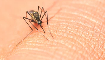 USA zaznamenali prvé lokálne šírenie závažného infekčného ochorenia, ktoré prenášajú komáre