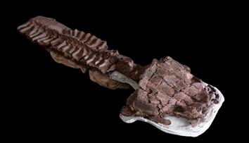 V Afrike našli fosíliu obrovskej šelmy, ktorá žila dávno pred dinosaurami