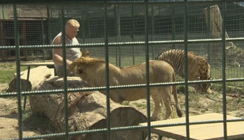 VIDEO: Na Slovensku prekvitá nelegálny biznis s tigrami. Dôkazom toho je aj nahrávka z ranča, kde lev usmrtil muža