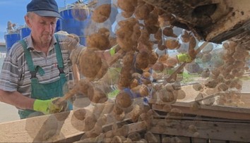 Každý druhý zemiak v našich obchodoch je zo zahraničia a s ovocím je to ešte horšie. Vláda má plán, ako to zmeniť