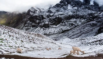 Obyvatelia horských oblastí Peru sú zúfalí. V regiónoch uhynulo až 500 alpák, žiadajú vládu o pomoc