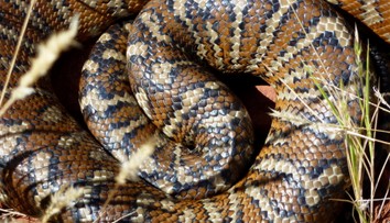 VIDEO: Rodina mala v strope dvoch škrtičov. Na pomoc im prišla mladá dievčina, hravo si s nimi poradila