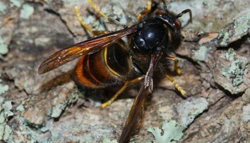 Chorvátskom sa šíri nebezpečný hmyz. Muž po jeho bodnutí skončil v nemocnici