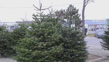 O týždeň je tu advent. Predajcovia živých vianočných stromčekov už postavili prvé predajne