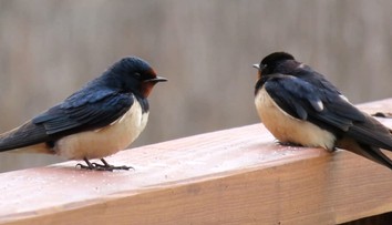 Chcú odletieť, no dažde im to nedovolia. Tisíce lastovičiek a belorítok zostali v nedobrovoľnom väzení