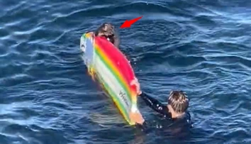 VIDEO: Kalifornských surfistov šikanuje morská vydra. Násilne im kradne surfovacie dosky