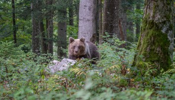 V niekoľkých okresoch na severe odvolali mimoriadnu situáciu pre výskyt medveďa