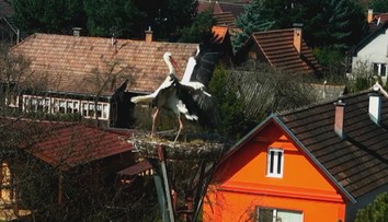 Drsný súboj na Liptove, ktorý s napätím sledovali na kamere. Bociany si to rozdali v hniezde