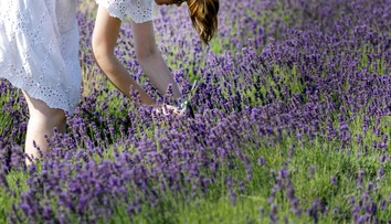 Slovenské Provensálsko. Na týchto miestach si môžete sami nazbierať levandule (+ mapa)