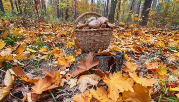 Po výdatných dažďoch by sa mohlo zdať, že húb bude neúrekom. Mykologička vidí problém