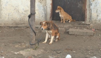 Pes už nemôže byť na reťazi. Ak to niekto poruší, riskuje poriadne mastnú pokutu