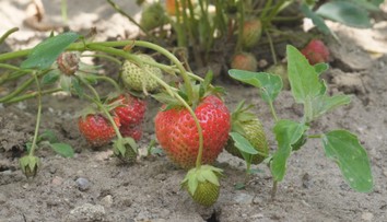 Komáre na Záhorí postriekali. Ľudia však nevedia, či teraz môžu jesť plodiny zo svojich záhrad
