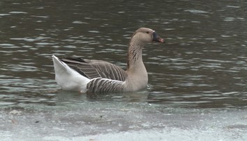 Rarita na Toryse v Prešove: S kačkami tam zimuje zvláštna hus
