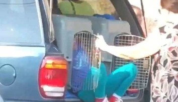 Babička viezla svoje vnučky (7,8) autom zatvorené v psích klietkach