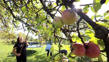 Záhradkárom opadávajú jablká už v auguste. Skúsení ovocinári prezradili zásadnú chybu