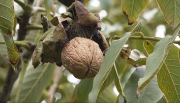 Čas orechov je tu. Naša úroda je síce dobrá, no sebestační zďaleka nie sme