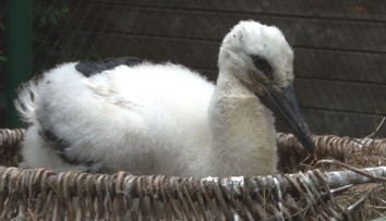 Príbeh z chovnej stanice. Bocianie mláďa dostalo druhú šancu na život