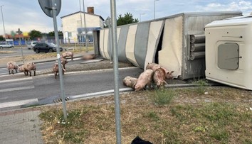 V Senci sa prevrátil kamión s ošípanými. Časť uhynula, ďalšie sa pohybujú v okolí