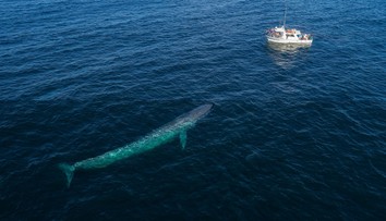 K španielskym brehom sa vracajú vráskavce obrovské. Nemusí to byť dobrá správa, tvrdia vedci