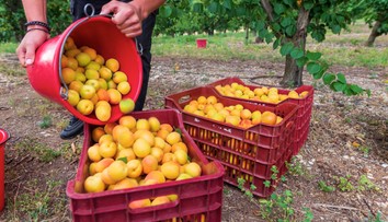 Chcete brigádovať v zahraničí? Policajtka prezradila, na čo by ste si mali dávať pozor