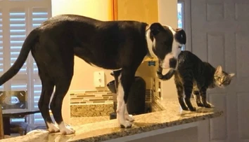 Dvojročný pitbull si myslí, že je mačka. S mačacími kamošmi skáče po nábytku