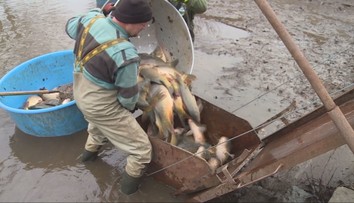 Začal sa výlov kaprov. Väčšina z nich však na slovenských vianočných stoloch neskončí