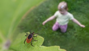 Blízko našich hraníc platí mimoriadne riziko napadnutia kliešťom. Ľudí varujú, aby nechodili do lesov