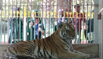 Z papule šelmy trčala topánka. Zoo v Pakistane zavreli po náleze roztrhaného tela v tigrom výbehu