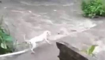 VIDEO: Hrdinský čin predavača zeleniny. Bez váhania skočil ratovať topiaceho sa psa