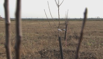 Nitra vo veľkom vysádzala ovocné stromy. Radnica však na ne akosi zabudla a väčšina uhynula