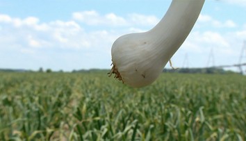 Zahraničnému cesnaku v reťazcoch možno odzvoní. Na Slovensku mu rastie konkurencia
