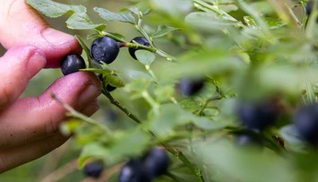 Nejedzte neumyté lesné plody. Na Slovensku stúpa výskyt raritného, no veľmi nebezpečného ochorenia