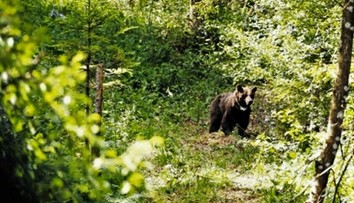 V tomto roku napadol medveď sedem ľudí. Jeden stret s človekom bol smrteľný