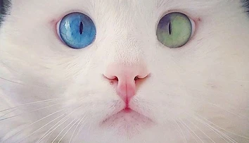 Z kocúra je miláčik internetu. Tento uhrančivý pohľad vás určite dostane