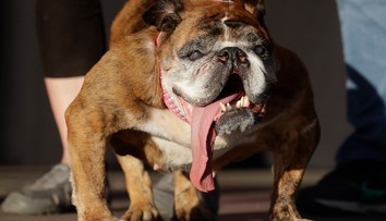 Zsa-Zsa zomrela krátko po tom, ako ju vyhlásili za najškaredšieho psa na zemi