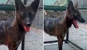 VIDEO: Jediný svojho druhu. V Brazílii objavili prvého kríženca psa a „falošnej líšky“