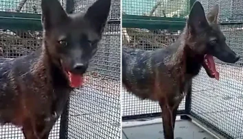 VIDEO: Jediný svojho druhu. V Brazílii objavili prvého kríženca psa a „falošnej líšky“