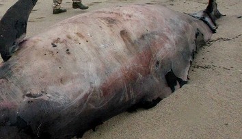 Desiatky vzácnych vorvaňov tuponosých zahynuli na mexickom pobreží
