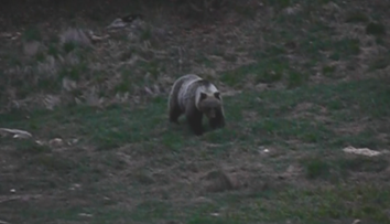 Na juh Slovenska sa opäť zatúlal medveď. V lesoch sa majte na pozore