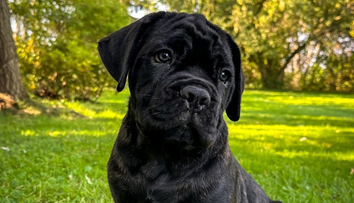 Česko má prvého klonovaného psa v strednej Európe. Majiteľom šteňaťa je riaditeľ ZOO