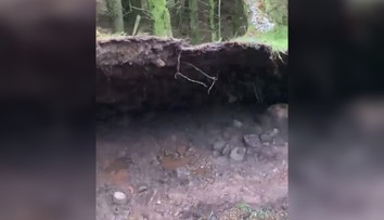 VIDEO: Psíčkara zaskočil nevídaný prírodný jav. Silný vietor nadvihoval časť lesa