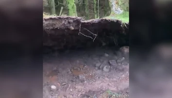 VIDEO: Psíčkara zaskočil nevídaný prírodný jav. Silný vietor nadvihoval časť lesa