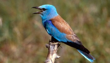 Na Slovensko sa po 10 rokoch vrátil drahokam medzi vtákmi. Patrí medzi najohrozenejšie druhy