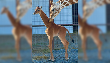 Jedinečná žirafa, ktorá sa narodila bez škvŕn, dostala meno. Vyberalo jej ho 40-tisíc ľudí